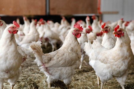 اسداله نژاد: قیمت مرغ زنده متعادل اما نرخ عرضه بی سر و سامان است