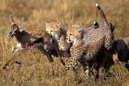 مشاهده سه قلاده یوز پلنگ آسیایی در پناهگاه حیات وحش میاندشت خراسان شمالی