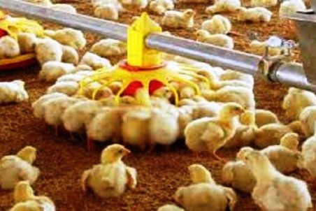 خیز دوباره قیمت جوجه در بازار/ نرخ هر قطعه جوجه یکروزه به ۱۰ هزار تومان رسید