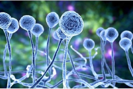 آیا قارچ سیاه به مازندران رسیده است؟