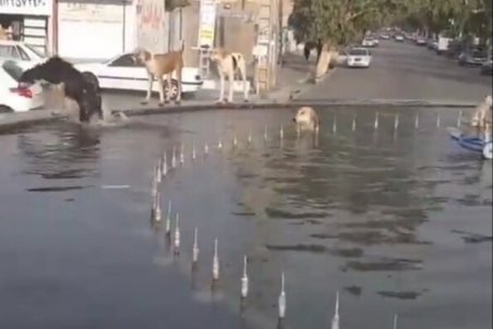 از بهبود وضعیت جمع آوری زباله ها تا ساماندهی سگ های ولگرد در جیرفت