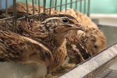 کرونا تقاضای خرید بلدرچین را ۳ برابر کرد