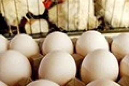 تخم‌مرغ گران نیست، قیمت‌ها واقعی شده است