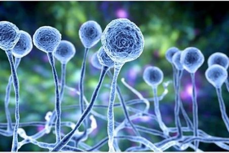 مشاهده ۲۰ بیمار مبتلا به قارچ سیاه در بیمارستان‌های مشهد