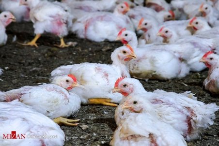 افزایش قیمت مرغ تحت تأثیر قیمت نهاده‌ها/ تأمین ۸۰ درصد مرغ تهران از شهرستان‌ها