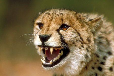 یوزپلنگ ایرانی در وضعیت بحرانی