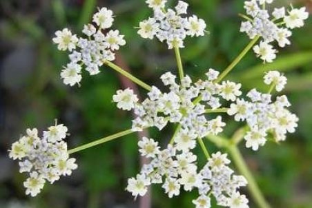 خواص زیره سبز