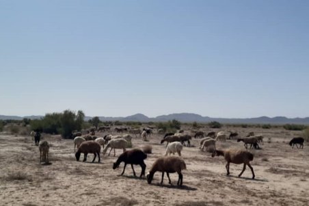 خشکسالی ، چرای غیرمجاز دام ، گرانی علوفه تهدیدی برای مراتع شهرستان بردسکن