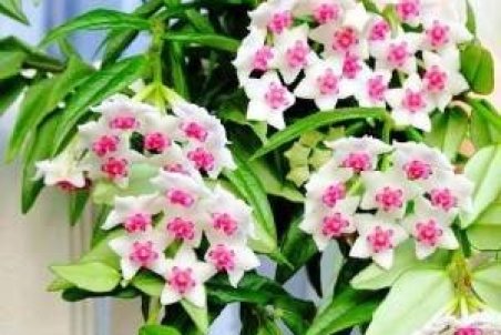 راهنمای کامل نگهداری و تکثیر گیاه شمعی