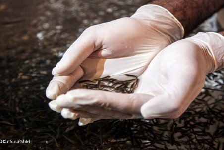 دلایل گرانی خوراک آبزیان/ محصولات شیلاتی تابع مکانیزم عرضه و تقاضا در بازار