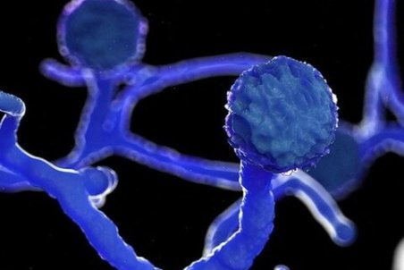 ۵۰ هزار داروی قارچ سیاه به کشور وارد شده است