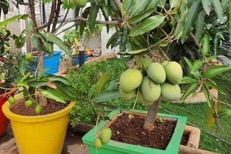 کاشت هسته انبه در گلدان + آموزش تصویری