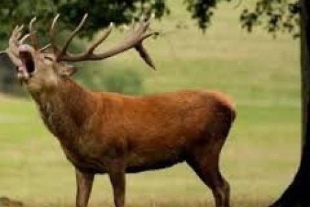 گاوبانگی؛ فصل جفت‌گیری یک گونه در معرض خطر انقراض