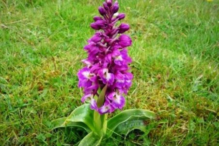 ثعلب چیست و برای نگهداری ثعلب چه باید کرد؟