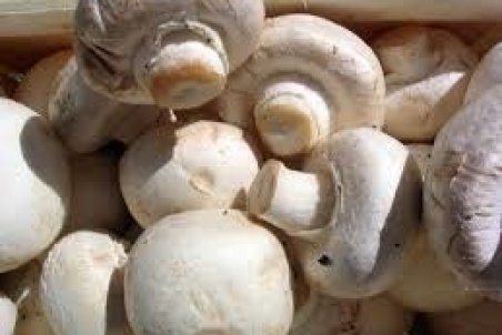 قارچ؛ هر روز گران‌تر از دیروز!