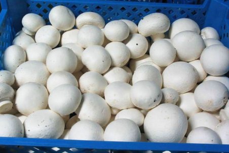 قارچ ۶۰ هزار تومان شد