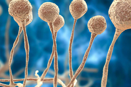 قارچ سیاه، دستیار مرگبار کرونا در موج دلتا