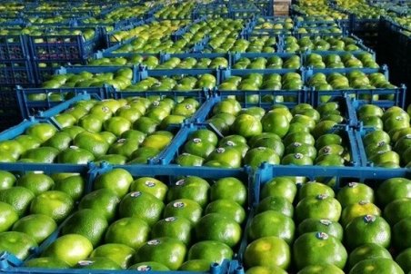 چیدن نارنگی سبز متوقف شد/ افزایش ۲۰ تا ۳۰ درصدی قیمت میوه نسبت به سال گذشته