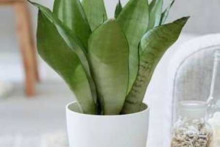 آموزش تصویری تکثیر گیاه سانسوریا در منزل