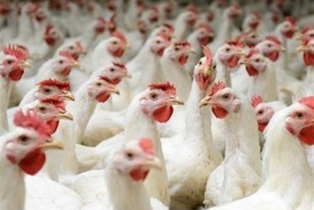 سامانه بازارگاه اوضاع مرغداران را بدتر کرده است/ دولت نظارت کند نه تصدی‌گری