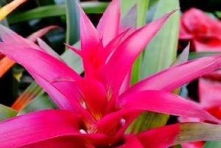 روش مراقبت از گیاه آپارتمانی ستاره سرخ