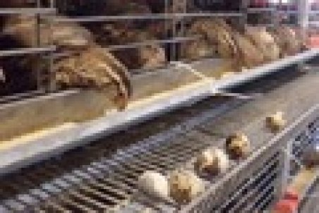 بلدرچین در بازار کمیاب شد