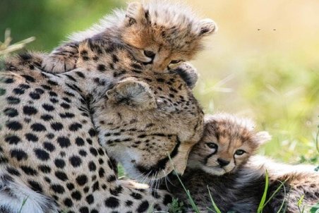 مشاهده چهار قلاده یوزپلنگ در میاندشت خراسان شمالی