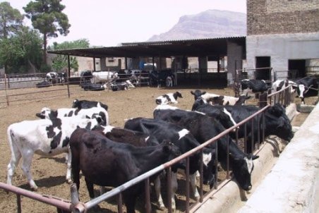 مشکلات ناتمام دامداران/ یک روز کمبود نهاده، روز بعد چند برابری کرایه حمل بار