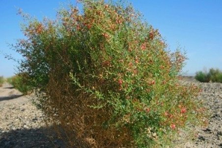 گیاه خارشتر چیست؟ خواص و نحوه ی مصرف خارشتر