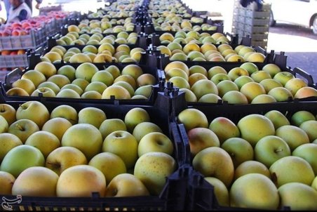 تولید سیب پاییزه استان اصفهان به ۲۱۵هزار تن می‌رسد