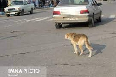 گشت‌وگذار گله‌ای سگ‌های ولگرد در دهاقان