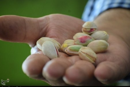 موفقیت کشاورزان زنجانی در کشت پسته / ۷۳ تن پسته خندان زنجان راهی بازار می‌شود