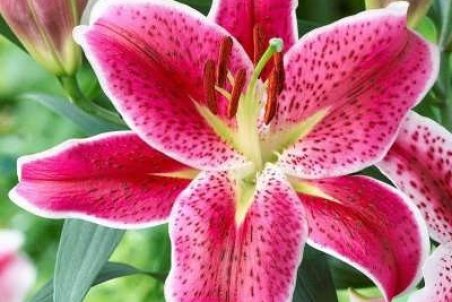 آشنایی با پرورش گل اورینتال