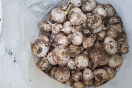 طرز خشک کردن موسیر