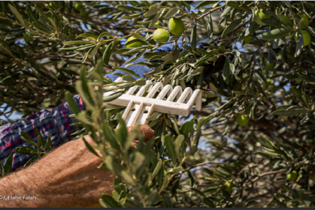 تولید زیتون ۱۰ درصد کاهش یافت/ قیمت هر کیلو زیتون فله ۲۹ هزار تومان