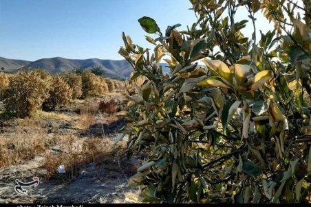 بیم سرمازدگی محصولات کشاورزی در پاییز زنجان/ دمای هوا ۸ تا ۱۰ درجه کاهش می‌یابد
