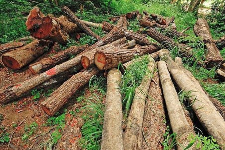 مجوزی برای قطع درختان در حریم رودخانه‌ها صادر نمی‌شود