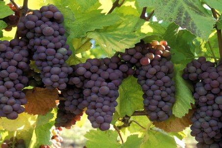 مزایا و خواص انگور