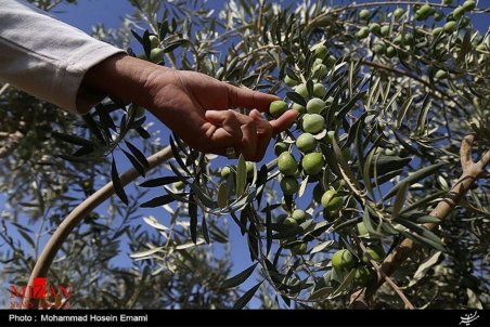 واردات روغن زیتون با مشخصات روغن‌های بکر ولی با اصالت غیراستاندارد/ کاهش چشمگیر تولید زیتون نسبت به سال گذشته
