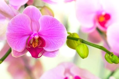 بهترین روش برای نگهداری گل ارکیده و پرورش آن