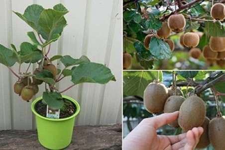 نحوه ی کاشت و پرورش درخت کیوی