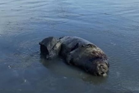 بروز بیماری دلیل احتمالی تلفات غیرعادی فک های خزری است