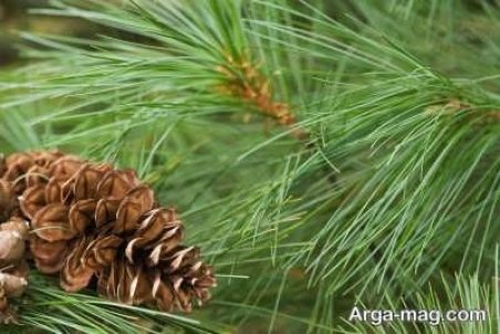 آموزش کاشت درخت کاج