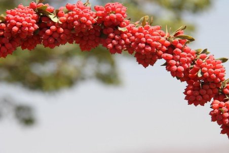 قیمت زرشک تابع مکانیزم عرضه و تقاضا/ برندسازی راهی برای رونق صادرات زرشک