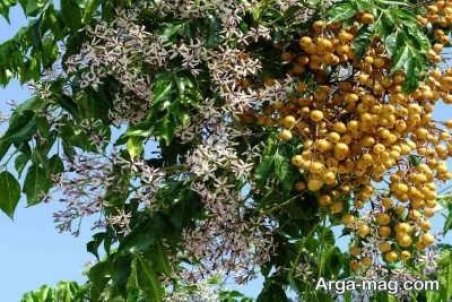 آشنایی با اصول کاشت درخت کنار