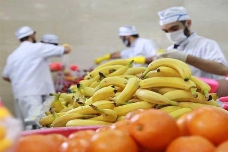 رابطه مستقیم موز با دلار!/ قیمت هر کارتن موز به حدود ۱۵ دلار رسید