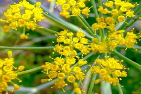 صدور شیره آنغوزه همراه با ناخالصی/ مشتری خارجی آنغوزه خام را ترجیح می‌دهد!