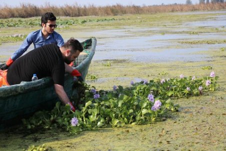 جمع آوری سنبل آبی از تالاب جزء وظایف شهرداری نیست