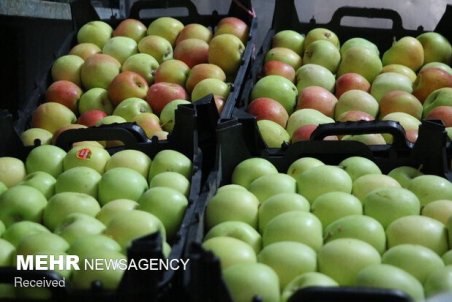 دولت بازار آشفته سیب سمیرم را ساماندهی کند/صادرات دست دلالان است