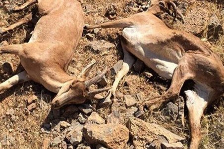 بیماری طاعون نشخوارکنندگان قابل سرایت به انسان نیست